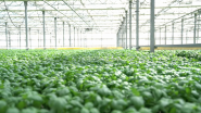 VIDEO - Behind the Mark: Certified Sustainably Grown Living Herbs 