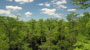 World’s Fifth Oldest Tree Found in North Carolina