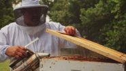 VIDEO | The Buzz on Beekeeping at Mohawk's Glasgow, VA Manufacturing Facility
