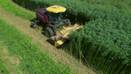 The Renaissance of Industrial Hemp in North America: How New Holland Supports an Evolving Industry.