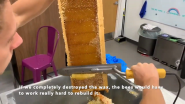 A Sweet Year: The BUZZ Around the Cisco Beehives in RTP