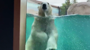 Como Welcomes Kulu the Polar Bear!