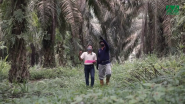Enabling Independent Palm Oil Smallholders to Gain Sustainability Certifications