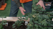 Home Depot Supplier Showcase: Bonnie Plants Helps Shape the Future of Gardening With a Focus on Giving Back